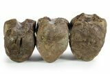 Articulated Hadrosaur (Brachylophosaurus?) Vertebrae - Montana #353511-5